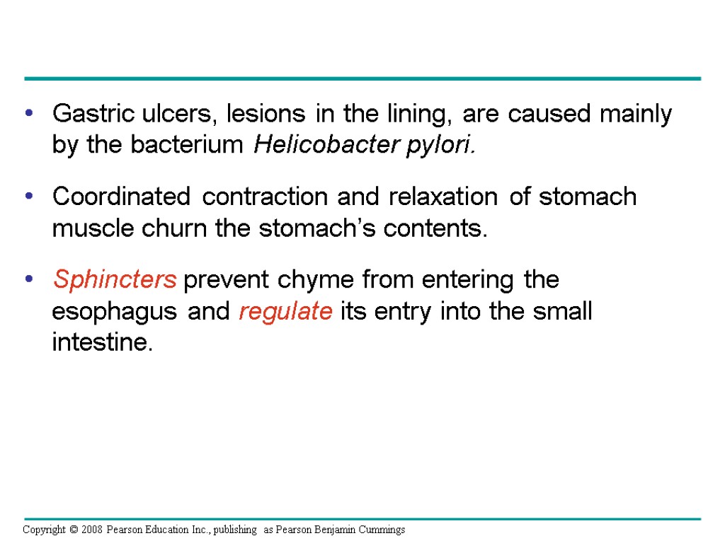 Gastric ulcers, lesions in the lining, are caused mainly by the bacterium Helicobacter pylori.